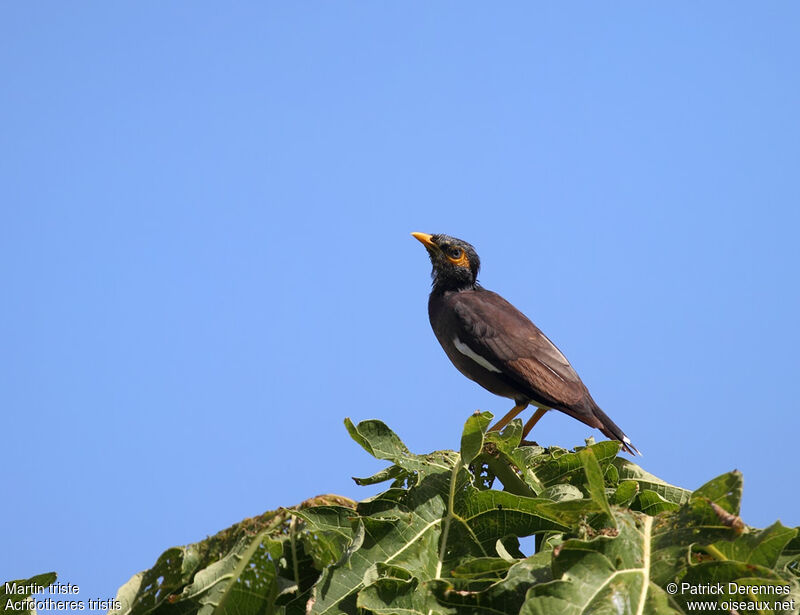 Common Mynaadult, identification