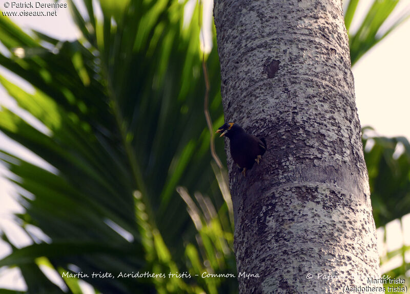 Martin triste, identification, habitat, Nidification