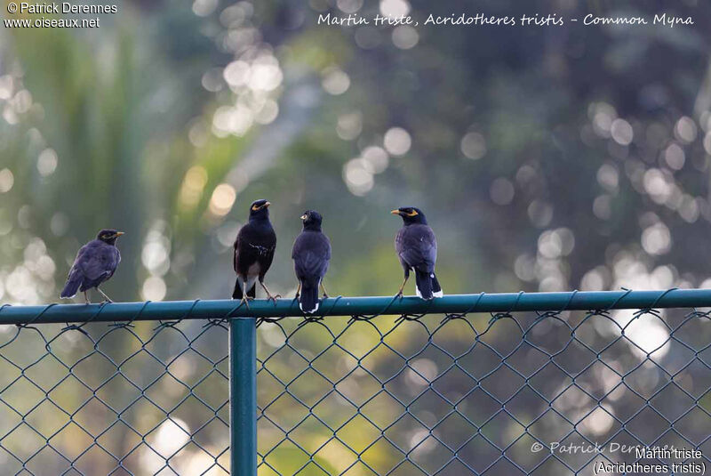 Common Myna