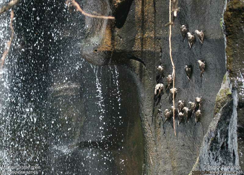 Great Dusky Swiftadult