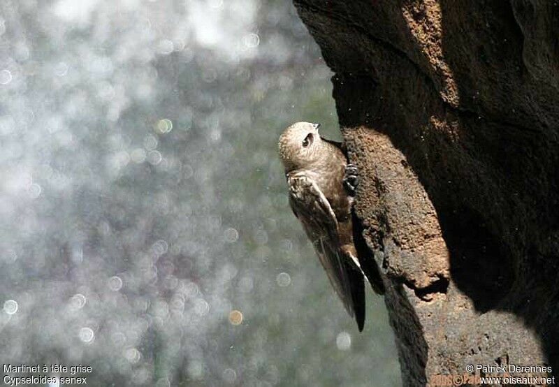 Great Dusky Swiftadult