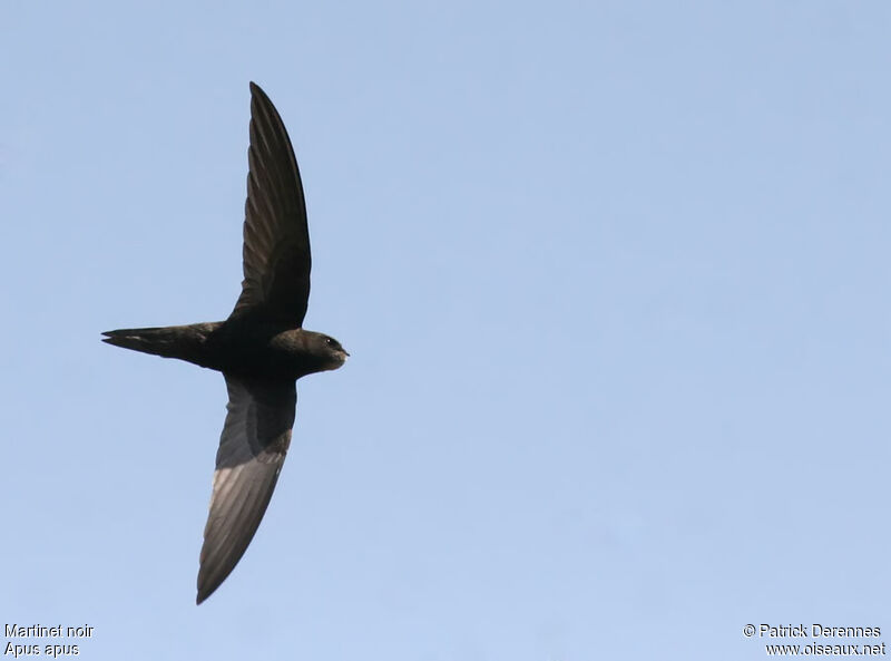 Common Swift, Flight