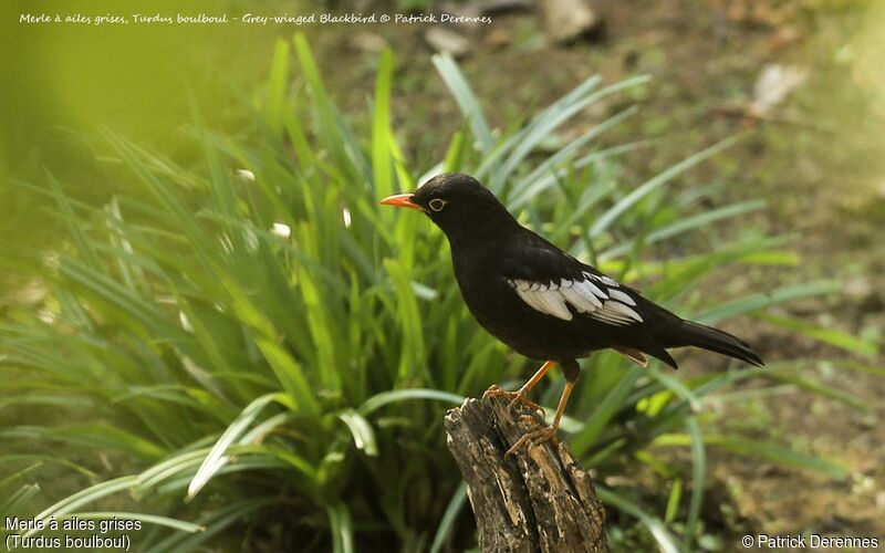 Grey-winged Blackbird