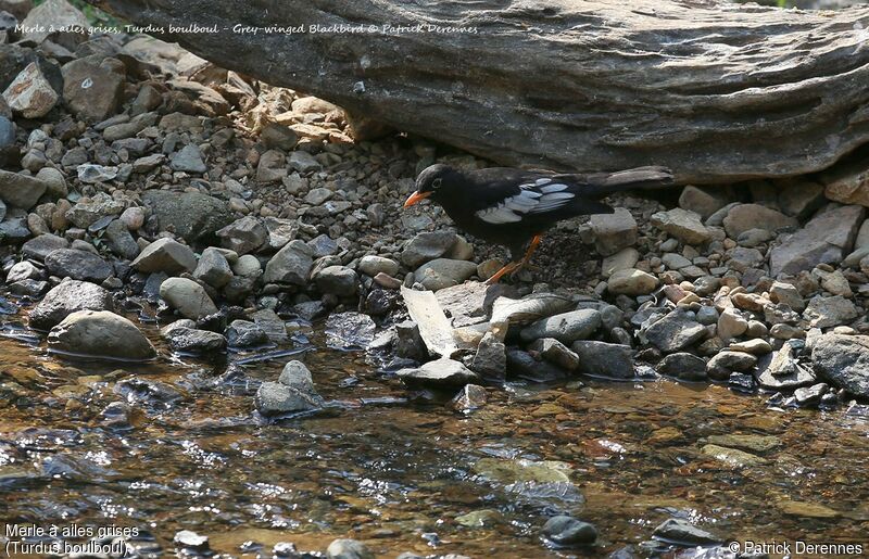 Grey-winged Blackbird