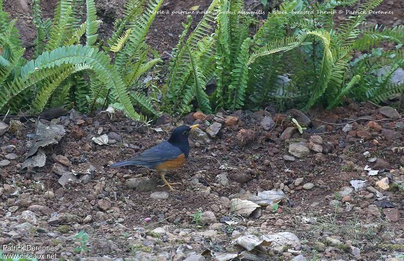 Black-breasted Thrush male adult, identification