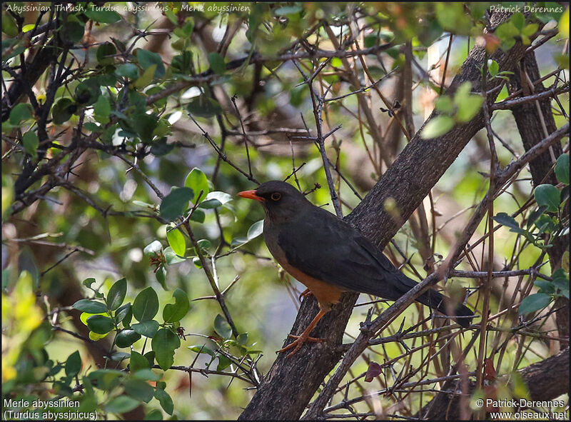 Merle abyssinienadulte, identification