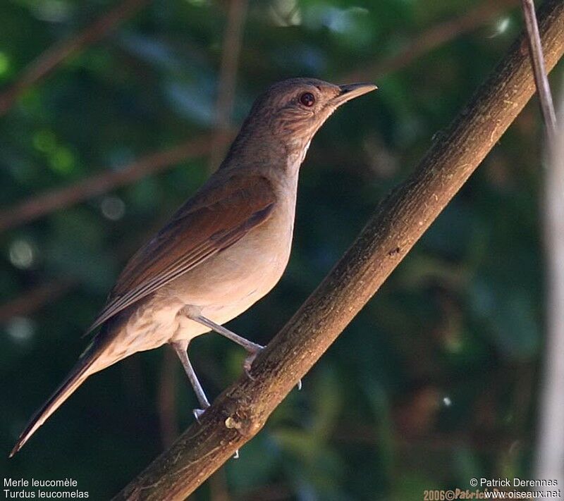 Pale-breasted Thrushadult