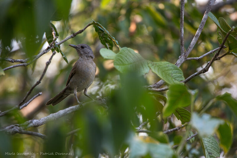 Merle leucomèle, identification, habitat