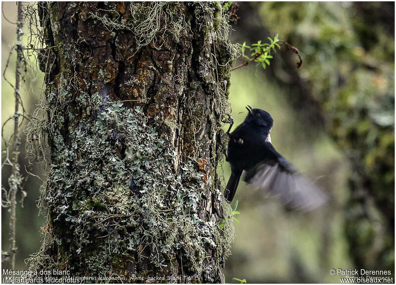 White-backed Black Titadult, identification, Behaviour