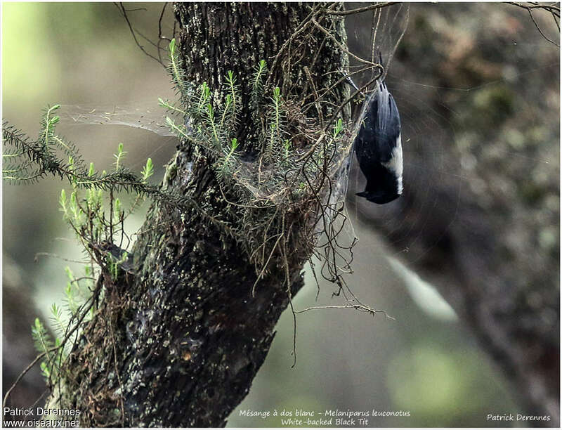 White-backed Black Titadult, habitat, pigmentation, fishing/hunting, Behaviour