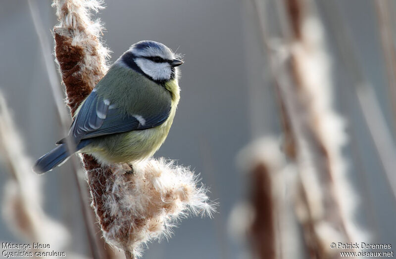 Eurasian Blue Titadult post breeding, identification, feeding habits