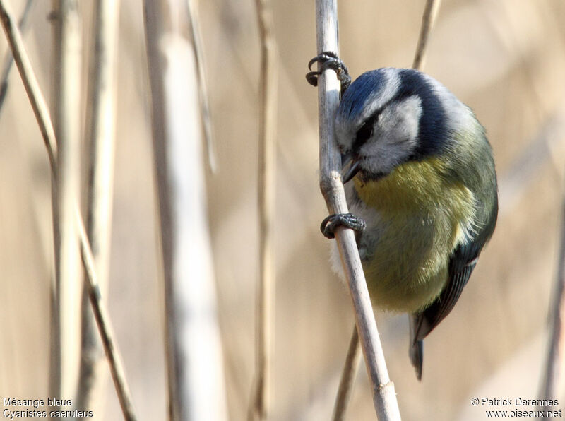 Eurasian Blue Titadult, identification, feeding habits, Behaviour