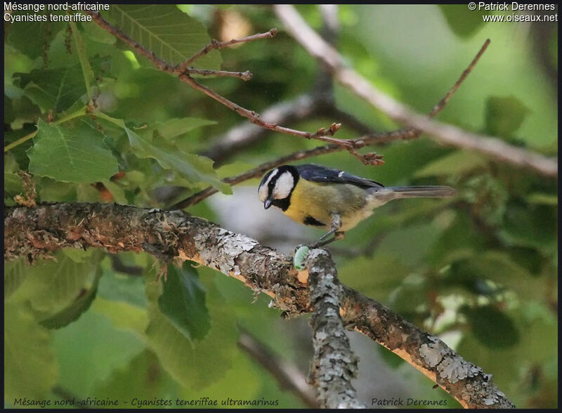 African Blue Tit, feeding habits