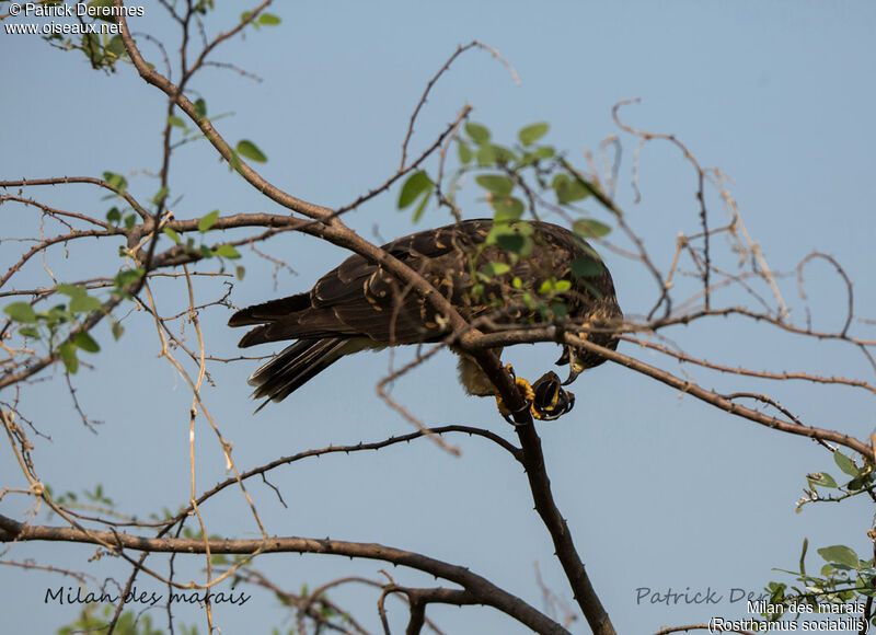 Snail Kite, identification, habitat, feeding habits, eats