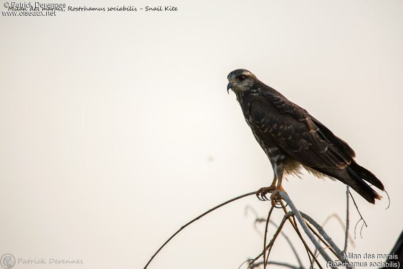 Snail Kite, identification