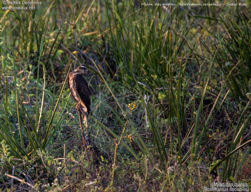 Milan des marais, identification, habitat