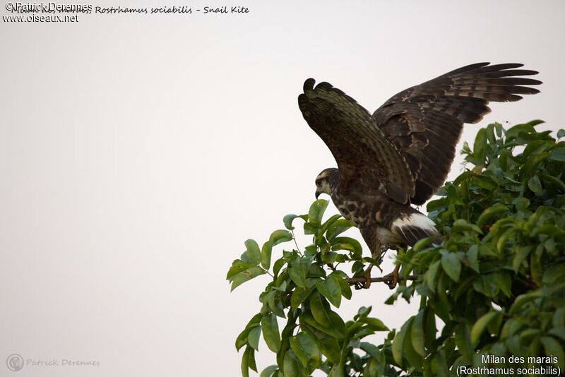 Milan des marais, identification, composition