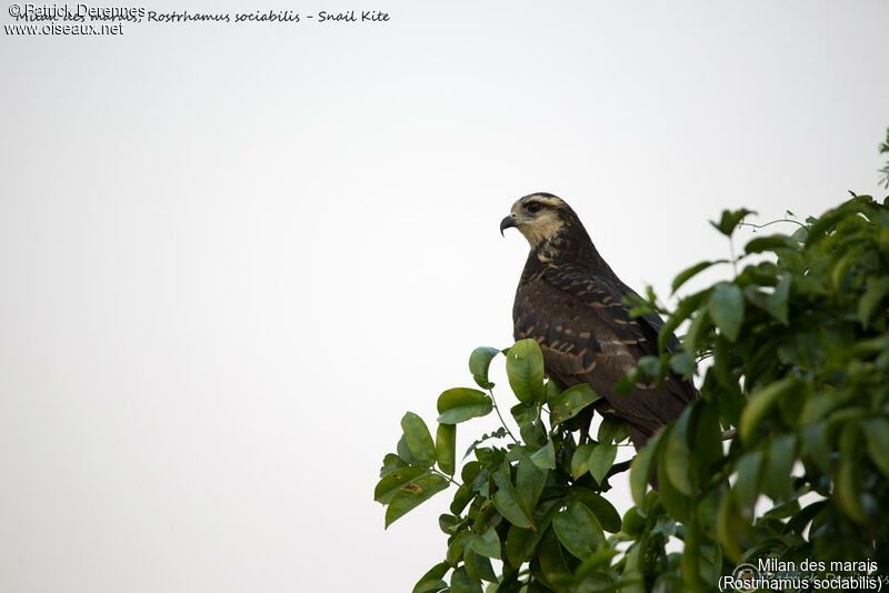 Milan des marais, identification