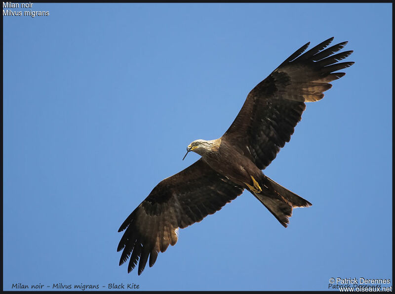 Black Kite, identification, Flight, Behaviour