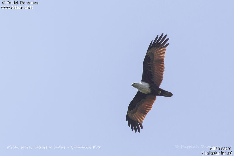 Brahminy Kite, identification, aspect, Flight