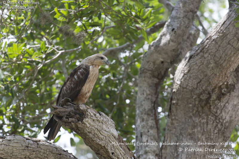 Brahminy Kitejuvenile, identification, habitat