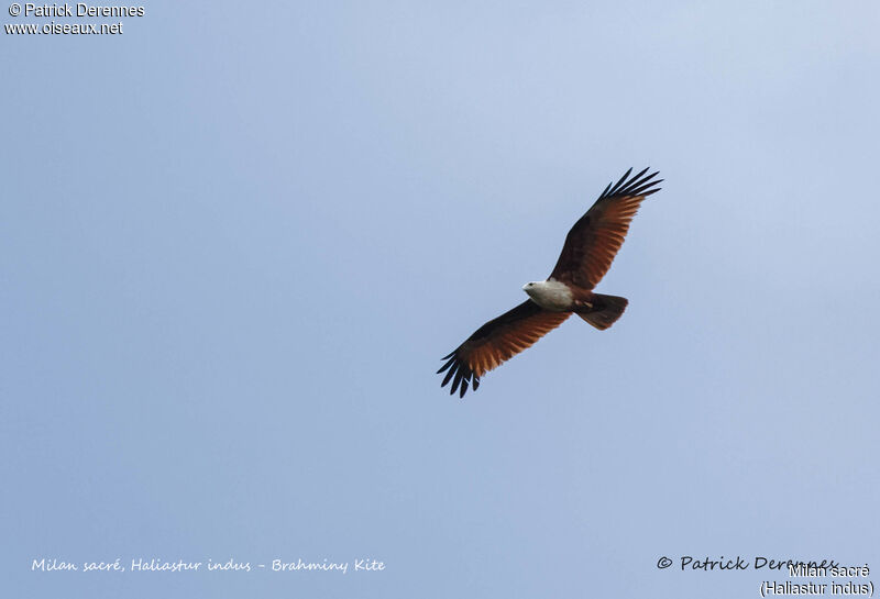 Brahminy Kite, Flight