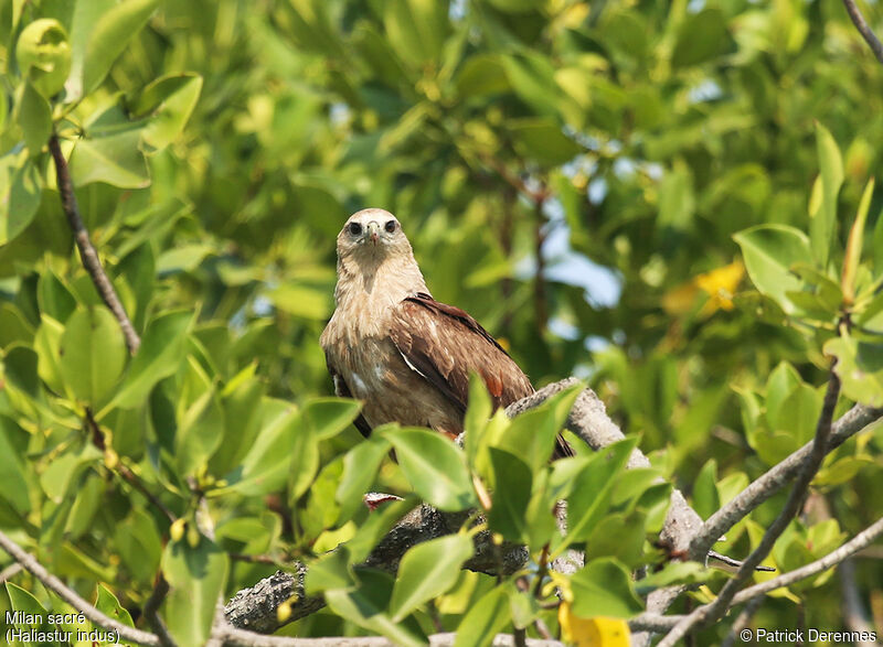 Brahminy Kiteimmature