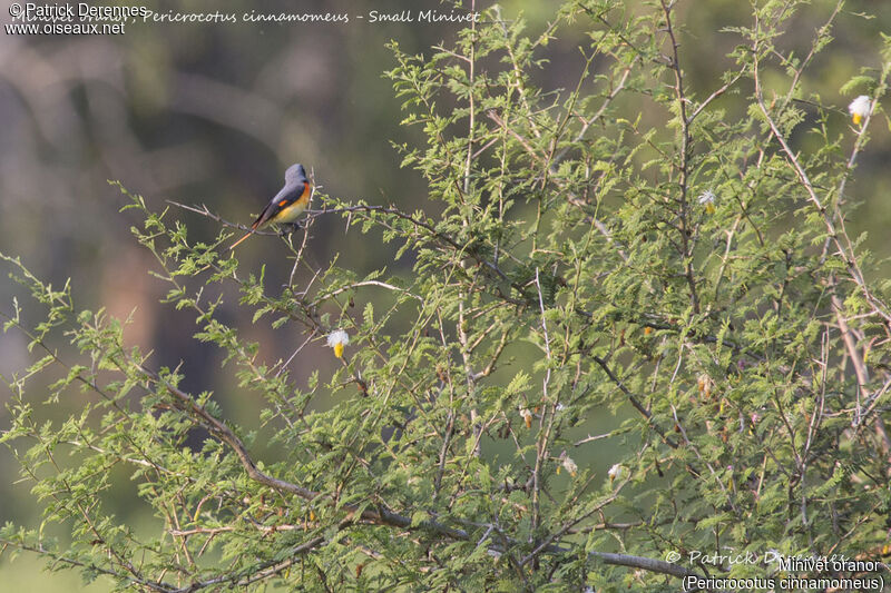 Minivet oranor mâle, identification