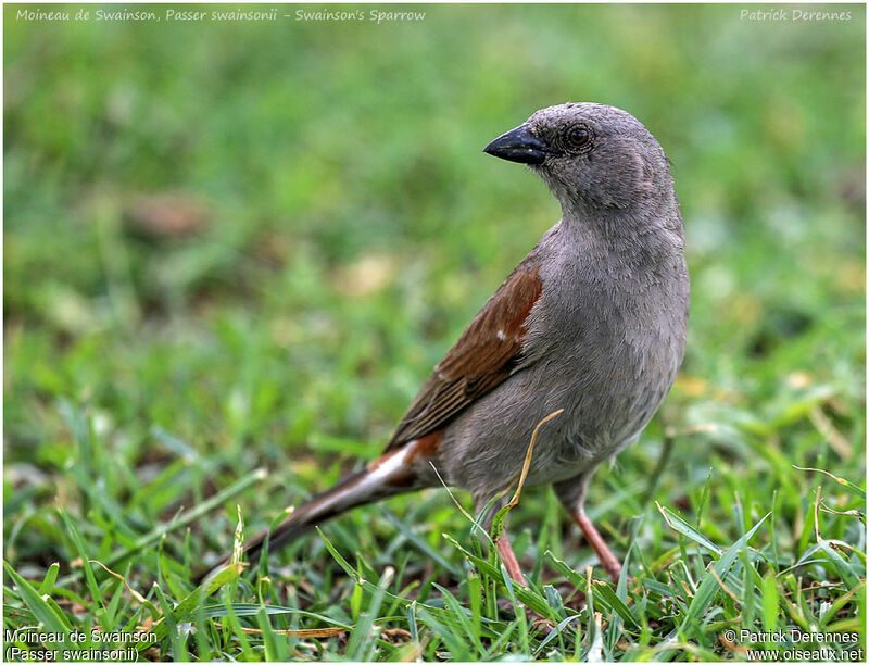 Swainson's Sparrowadult, identification