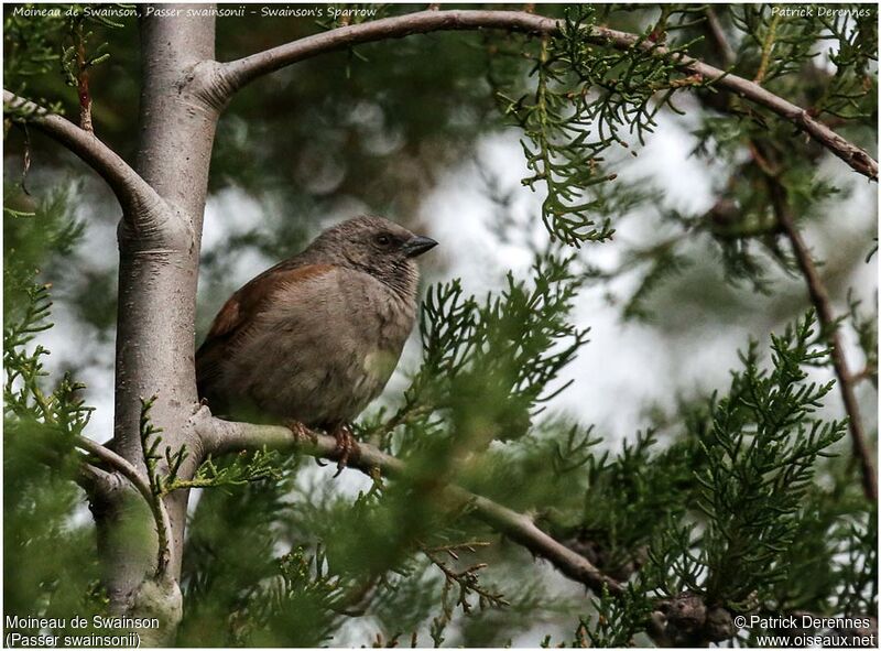 Moineau de Swainsonadulte, identification