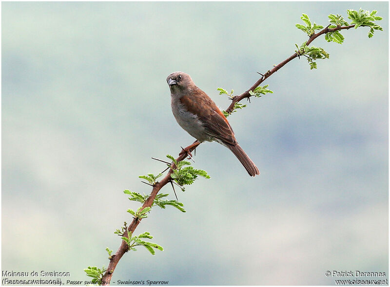 Moineau de Swainson, identification