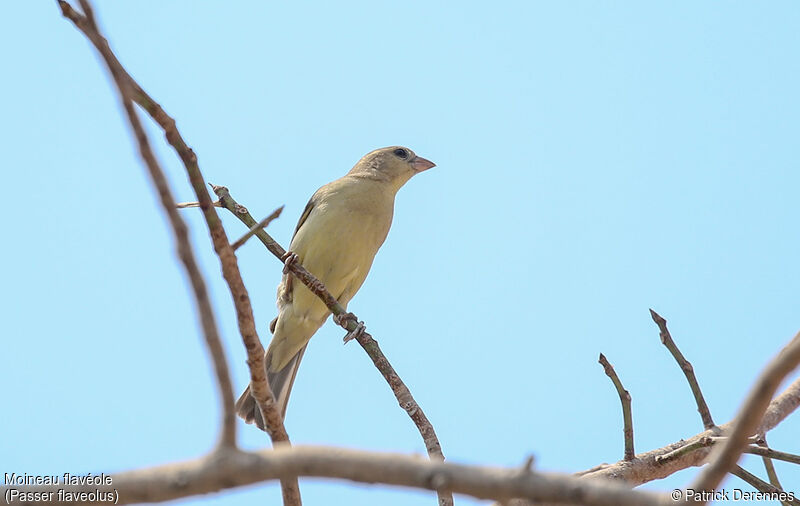 Plain-backed Sparrow