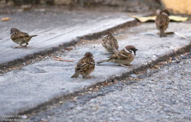 Eurasian Tree Sparrow