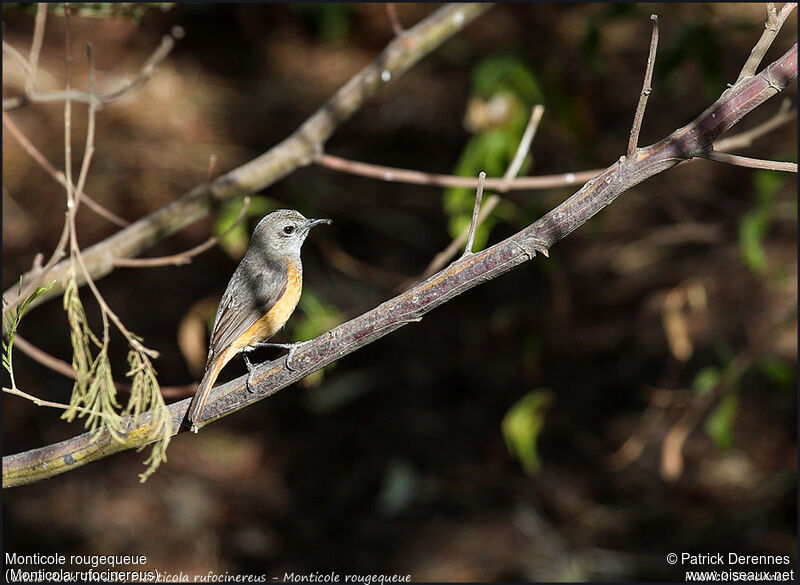 Little Rock Thrush, identification