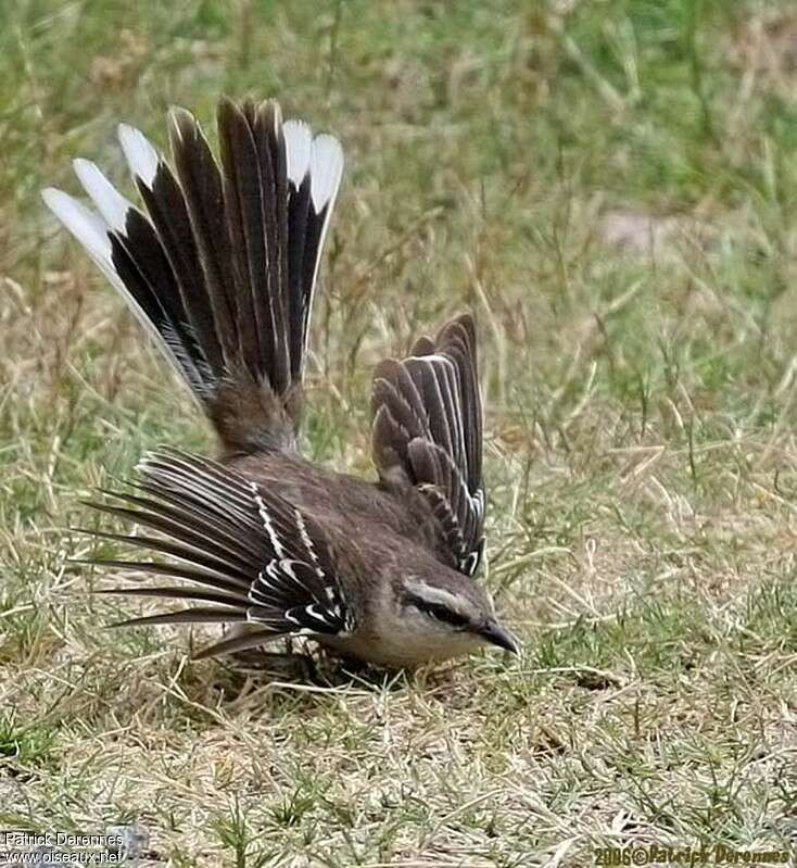 Chalk-browed Mockingbirdadult, aspect, pigmentation, courting display, Behaviour