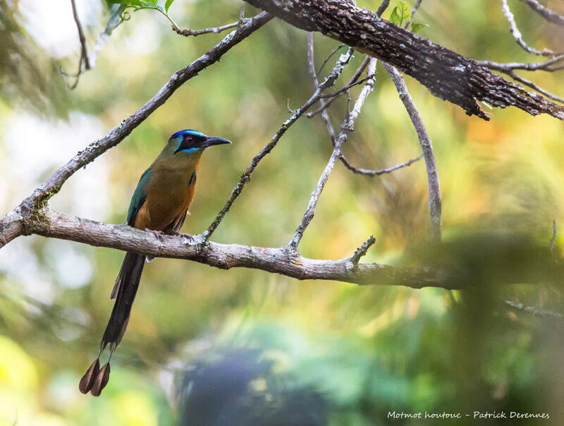 Motmot houtoucadulte, identification