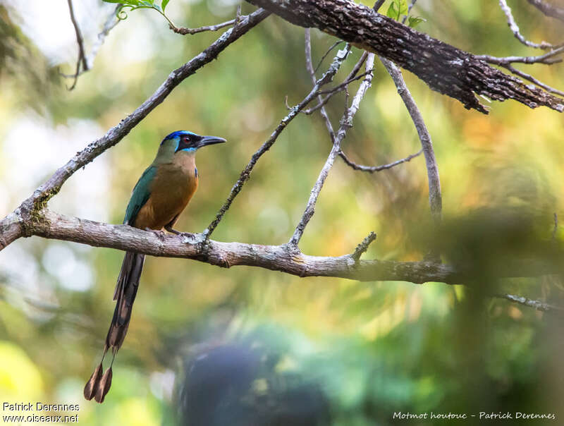 Amazonian Motmotadult, identification