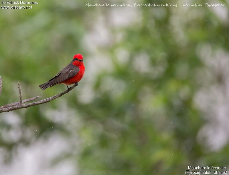 Scarlet Flycatcher male, identification, habitat