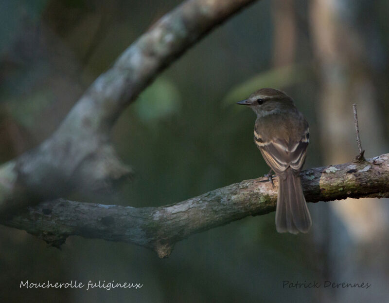 Fuscous Flycatcher, identification, habitat