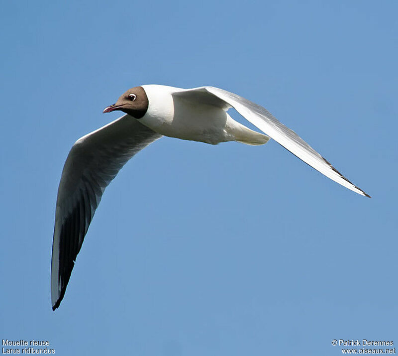 Mouette rieuse