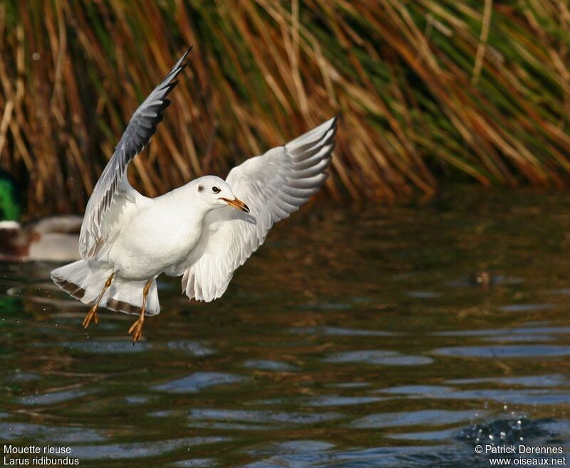 Black-headed GullFirst year