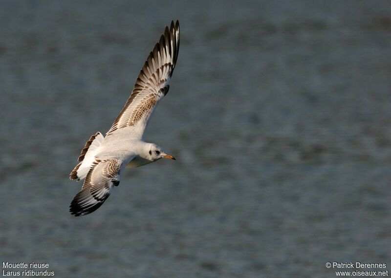 Black-headed GullFirst year