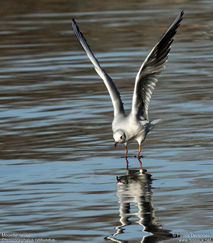 Black-headed Gulladult post breeding, identification, Flight, Behaviour