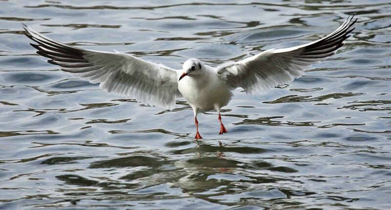 Mouette rieuseadulte internuptial, identification, Vol, Comportement