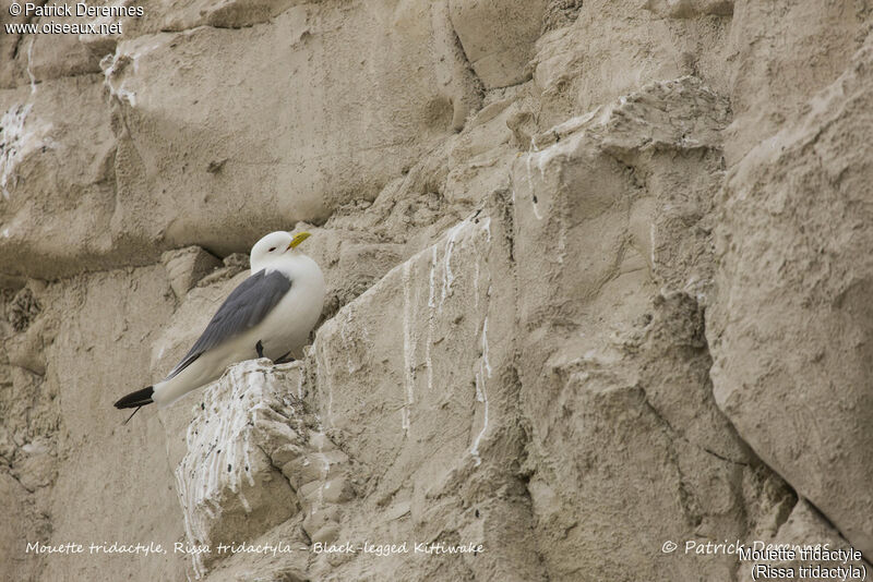 Black-legged Kittiwake, identification, habitat, Reproduction-nesting