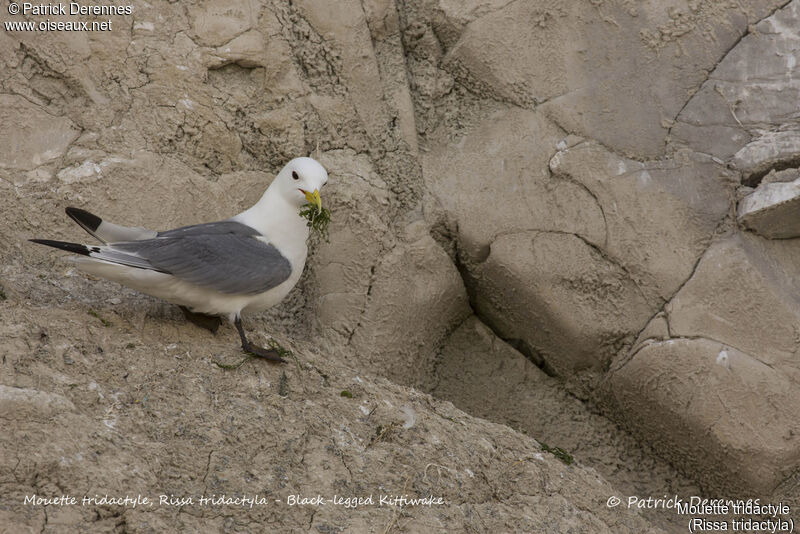 Black-legged Kittiwake, identification, habitat, Reproduction-nesting