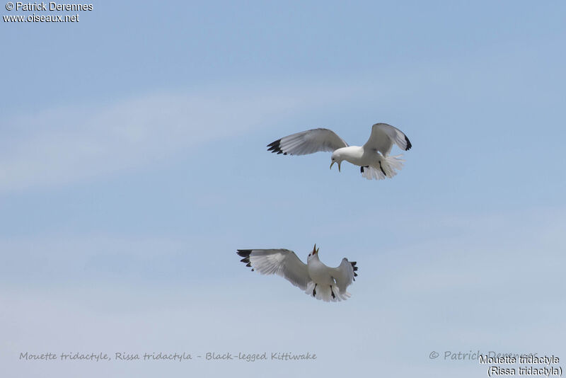 Mouette tridactyle, identification, Vol, r. coloniale