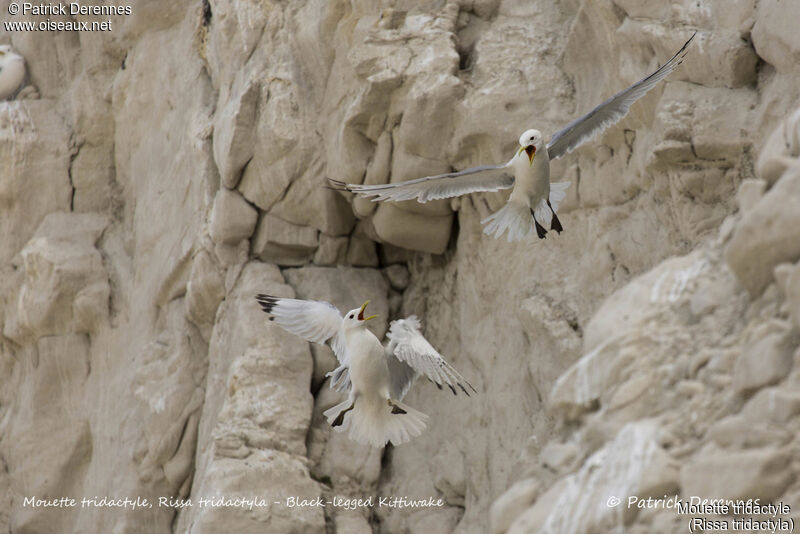 Mouette tridactyle, identification, habitat, Vol, r. coloniale