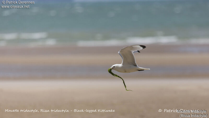 Black-legged Kittiwake, identification, habitat, Flight, Reproduction-nesting