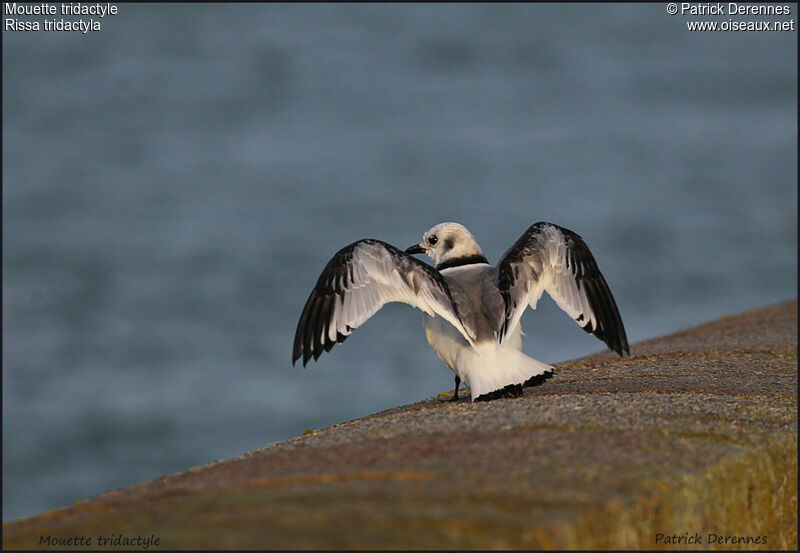 Mouette tridactyle1ère année, Vol